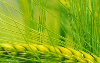 Olje pšeničnih kalčkov (Triticum ssp)
